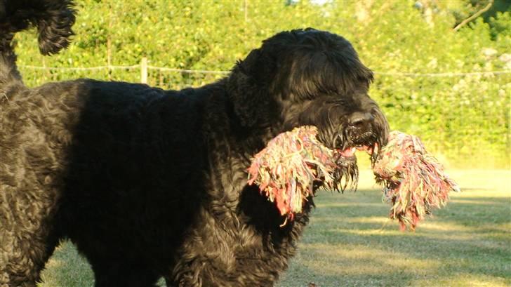 Sort russisk terrier Romanov - Død - Min bedste ven. <3 billede 1