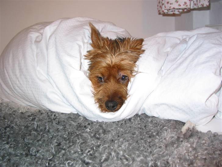 Australsk terrier Eddie billede 10