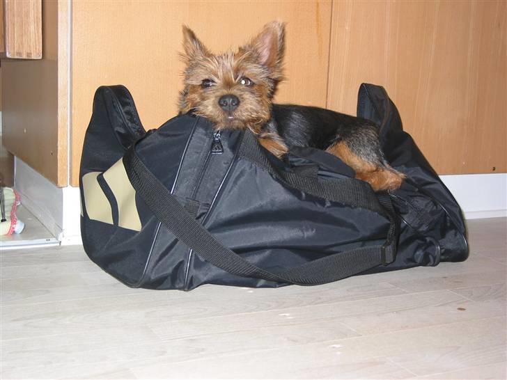 Australsk terrier Eddie billede 11