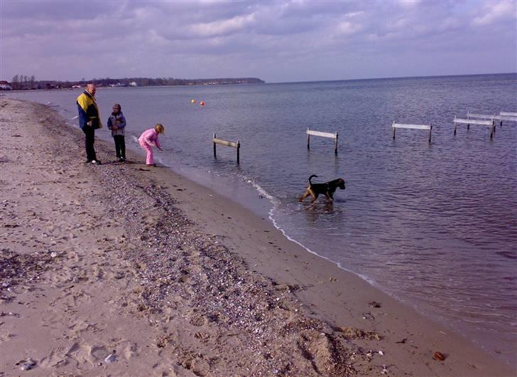 Blanding af racer King - Skal lige smage på havet billede 15