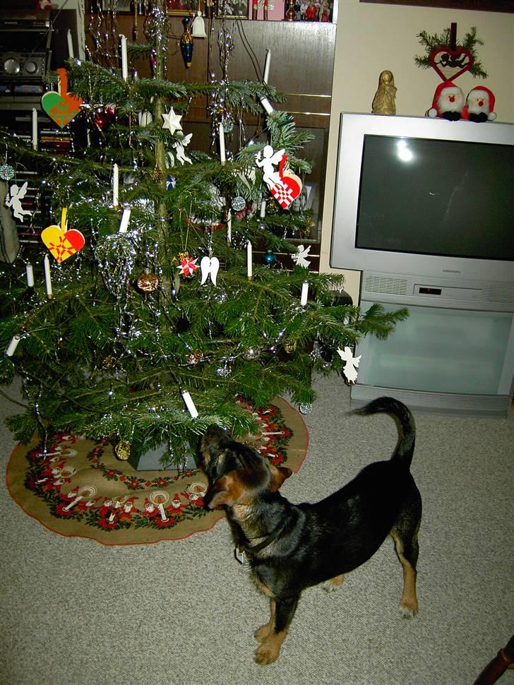 Blanding af racer King - Hmm.. betyder det at jeg gerne må lette ben her..? billede 17