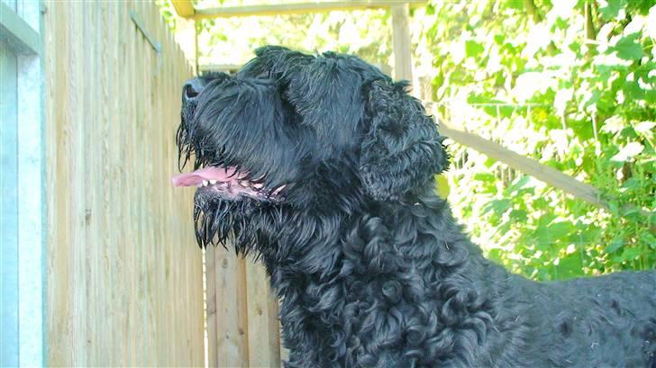 Sort russisk terrier Romanov - Død - Min bedste ven. <3 billede 8