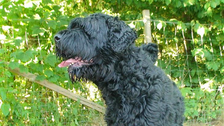 Sort russisk terrier Romanov - Død - Min bedste ven. <3 billede 9