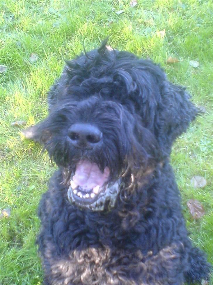 Sort russisk terrier Trishja - Død - En glad Trishja xD billede 1