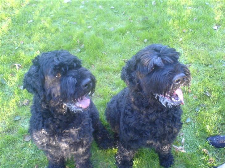 Sort russisk terrier Trishja - Død - Romanov og Trishja. Romanov til højre, og Trishja til venstre :D billede 2