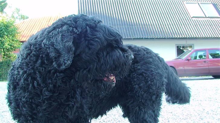 Sort russisk terrier Trishja - Død - Trisse xD billede 3