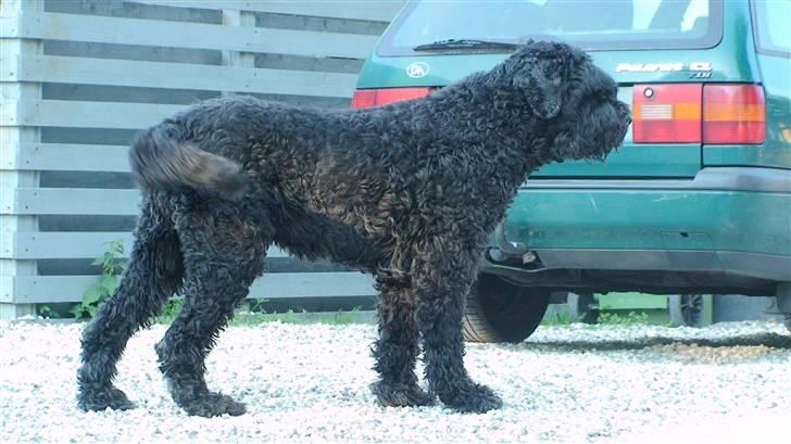 Sort russisk terrier Trishja - Død - Dejlig hund..? xD billede 4