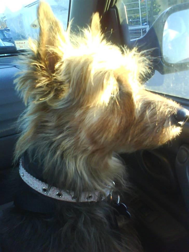 Australsk terrier Cosmo - Mig med sol i hovedet, en smule majestætisk. ;P billede 17