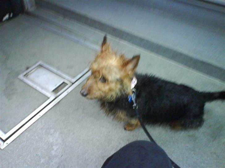 Australsk terrier Cosmo - Her er jeg drivvåd, og stivfrossen. Og oveni købet på vej til dyrlæge - i en bus! kan det blive meget værre?  billede 18