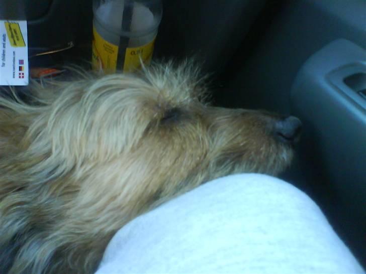 Australsk terrier Cosmo - Sådan ser jeg ud når jeg sidder op og sover i bunden af en bil. billede 19