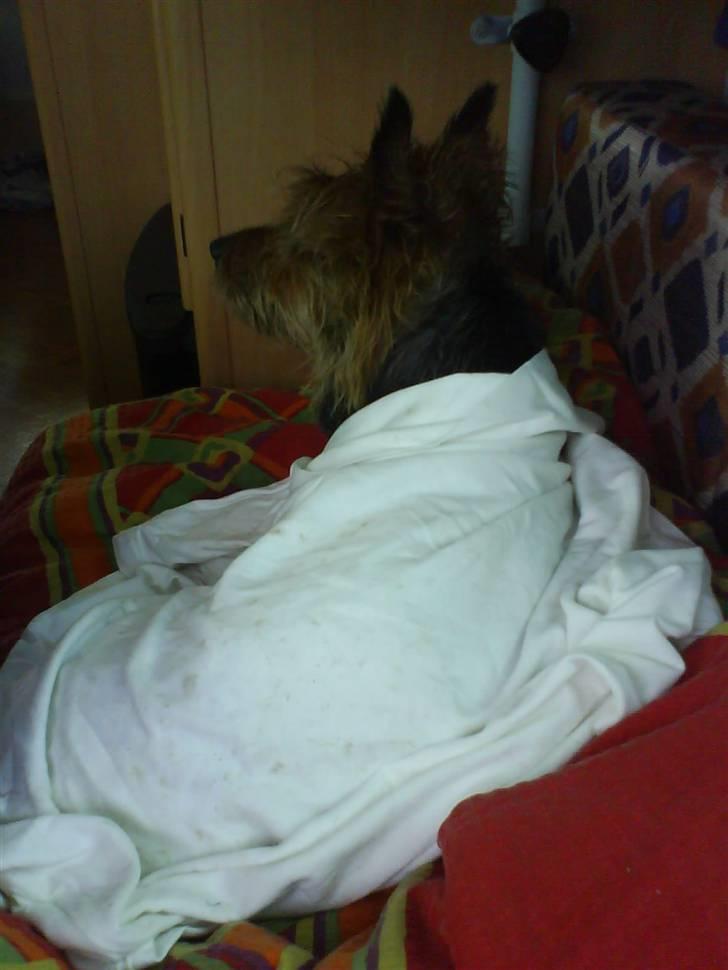 Australsk terrier Cosmo - Her er jeg ved at få varmen under en "tøse-runden" t-shirt. Lidt fimset er jeg vist alligevel. billede 20
