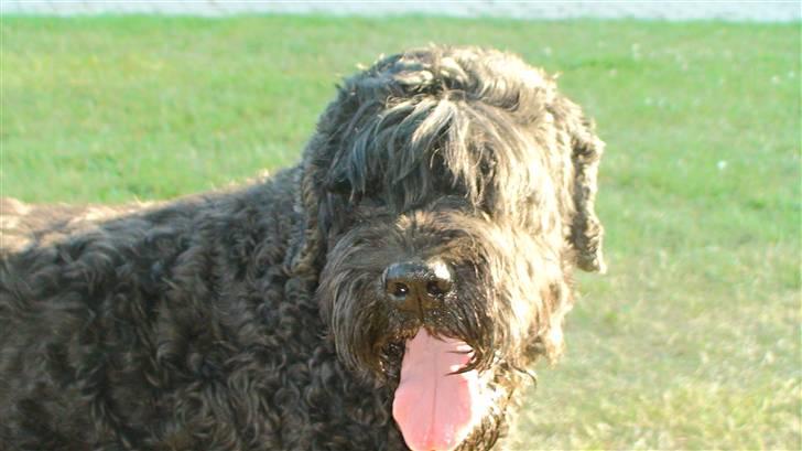 Sort russisk terrier Trishja - Død - Hvad nu? Ô.o´ billede 5