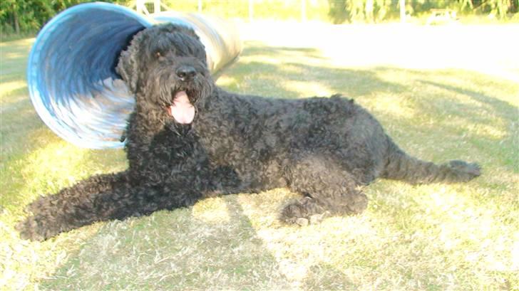 Sort russisk terrier Trishja - Død billede 6