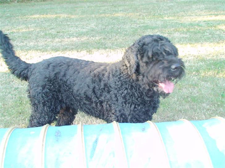 Sort russisk terrier Trishja - Død billede 7