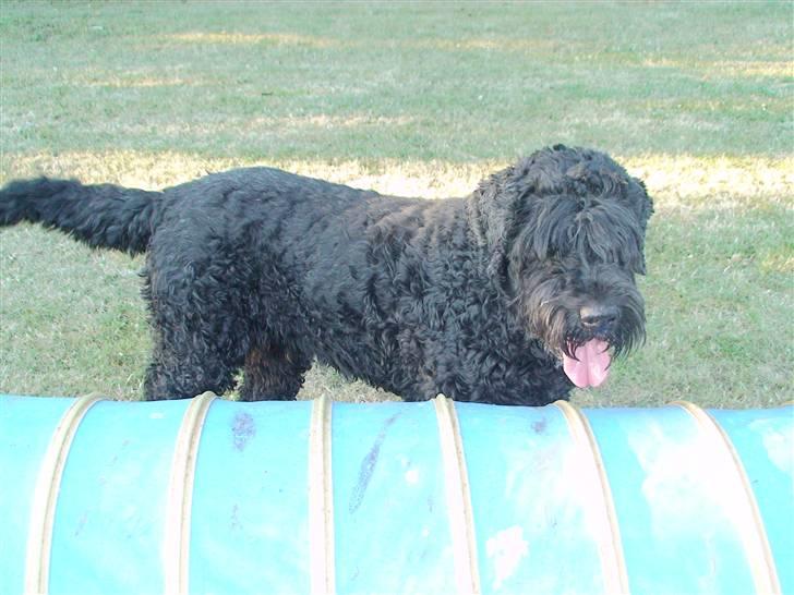 Sort russisk terrier Trishja - Død billede 8