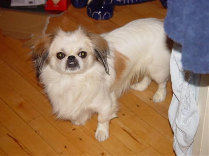 Blanding af racer bobo billede 1