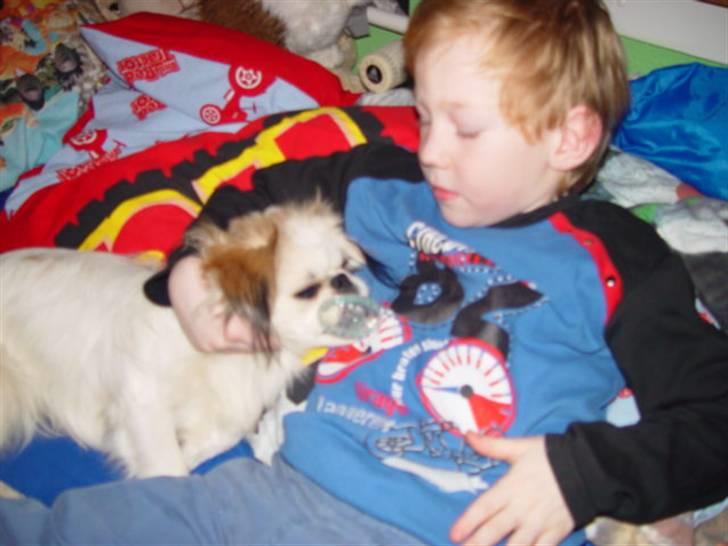 Blanding af racer bobo billede 2