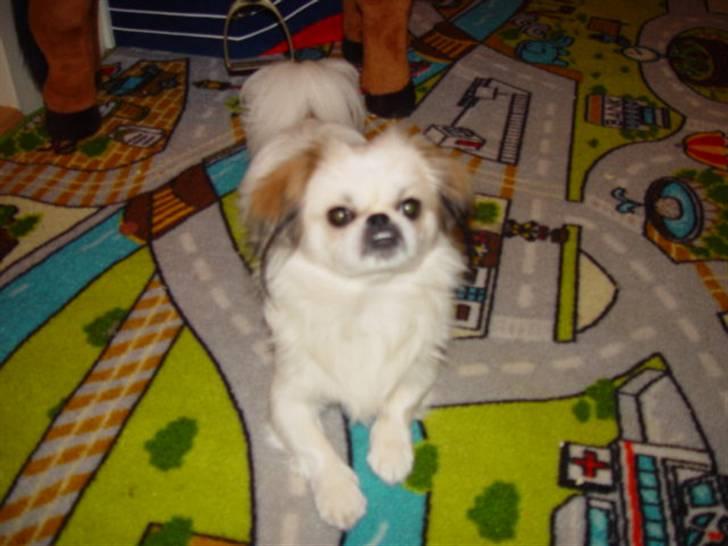 Blanding af racer bobo billede 4