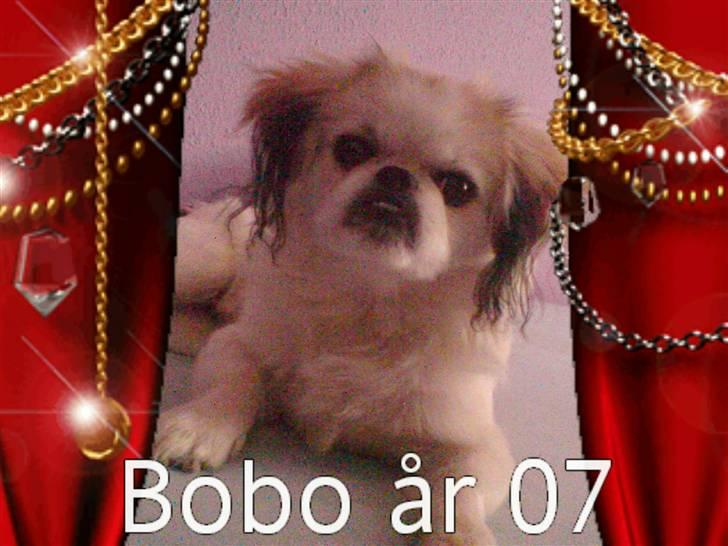 Blanding af racer bobo billede 5