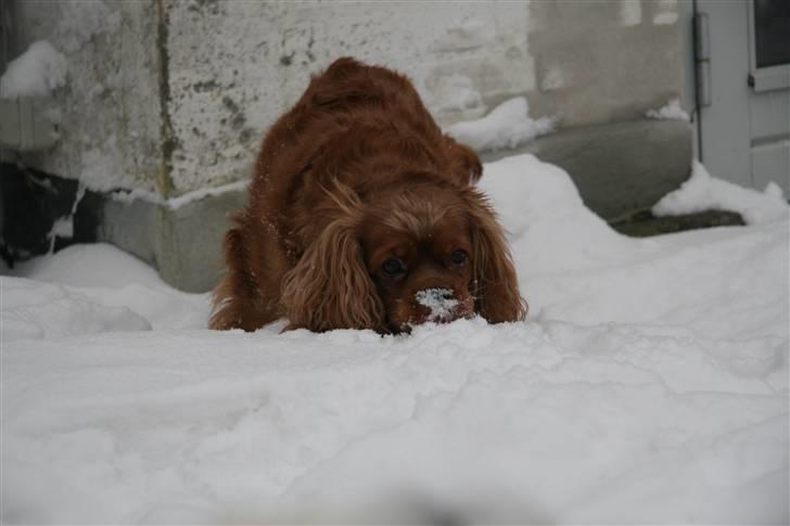 Cavalier king charles spaniel ''Dutte'' billede 1