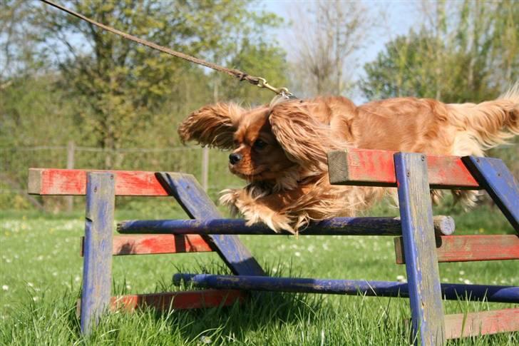 Cavalier king charles spaniel ''Dutte'' billede 2
