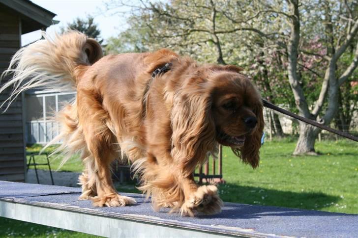 Cavalier king charles spaniel ''Dutte'' billede 3