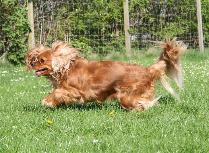 Cavalier king charles spaniel ''Dutte'' billede 4