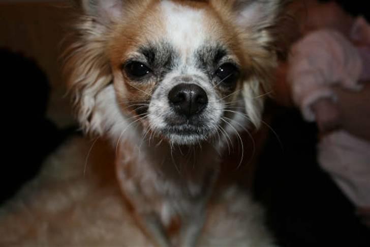 Chihuahua Niño billede 18
