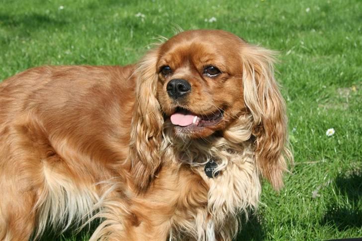 Cavalier king charles spaniel ''Dutte'' billede 5