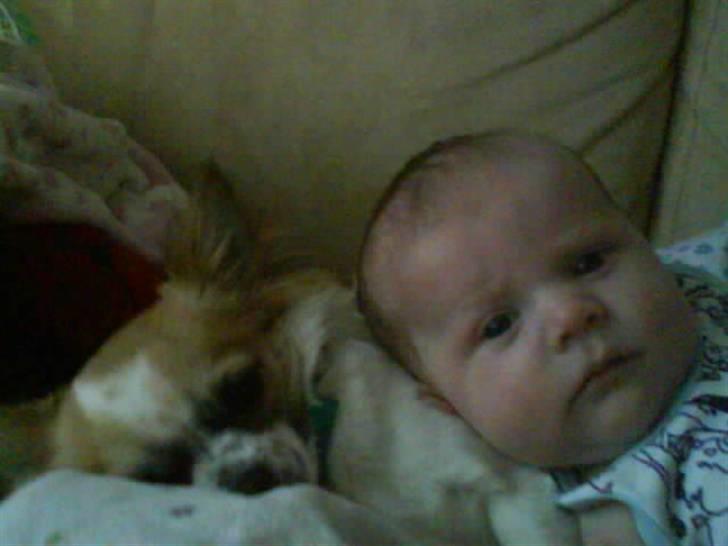 Chihuahua Niño - Best Friends.  billede 19