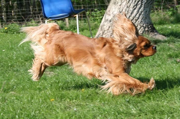 Cavalier king charles spaniel ''Dutte'' billede 6