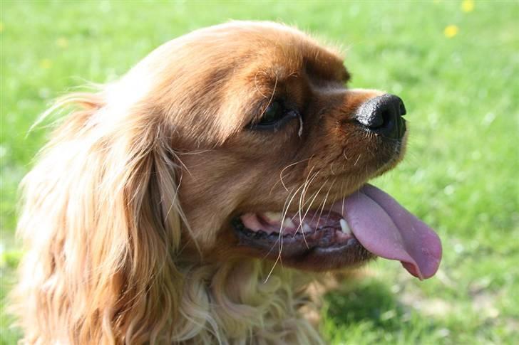 Cavalier king charles spaniel ''Dutte'' billede 7