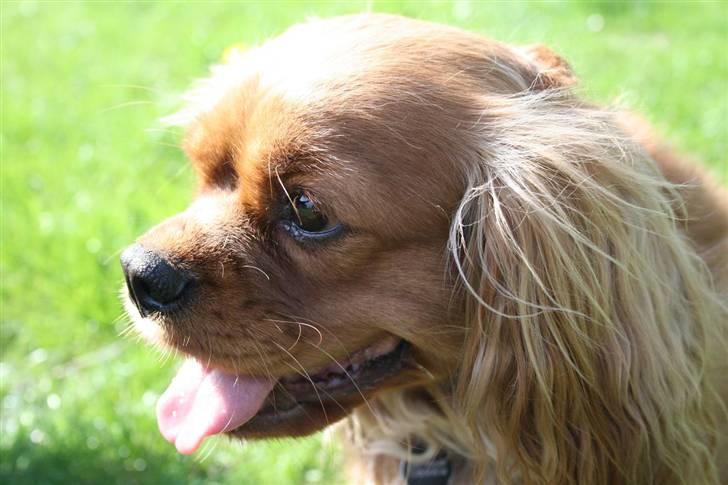 Cavalier king charles spaniel ''Dutte'' billede 8