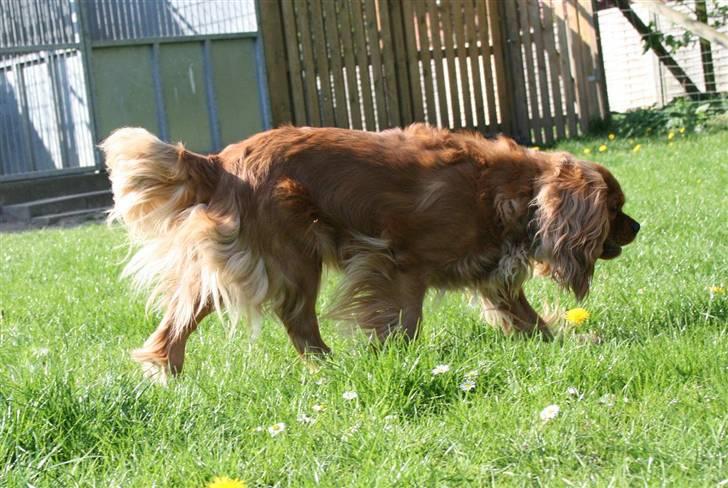 Cavalier king charles spaniel ''Dutte'' billede 9