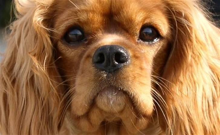 Cavalier king charles spaniel ''Dutte'' billede 10