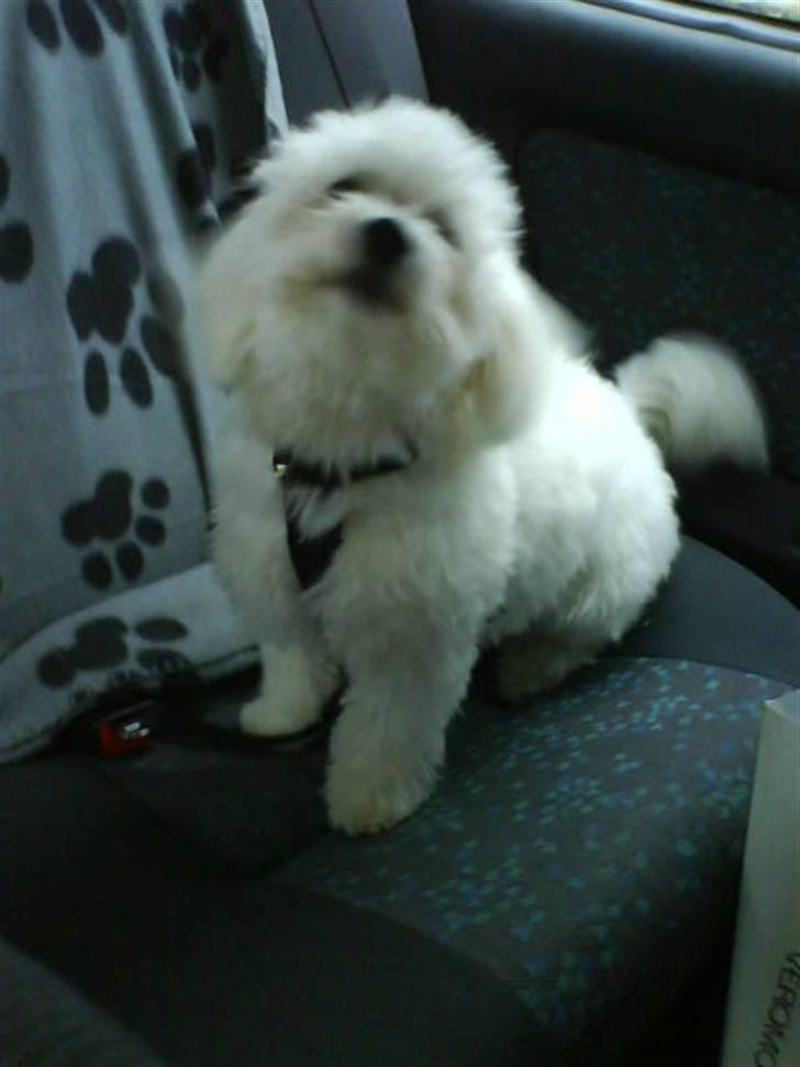 Malteser Victor billede 2