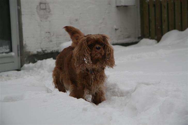 Cavalier king charles spaniel ''Dutte'' billede 11