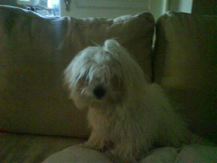 Malteser Victor billede 3