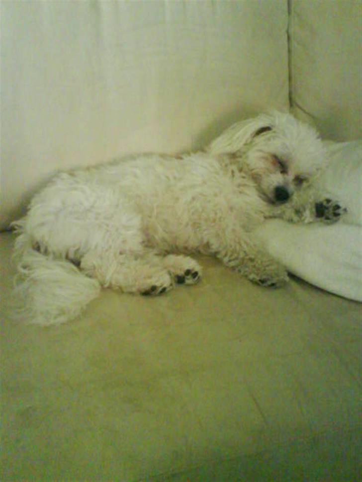 Malteser Victor billede 4