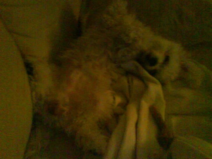 Malteser Victor billede 5