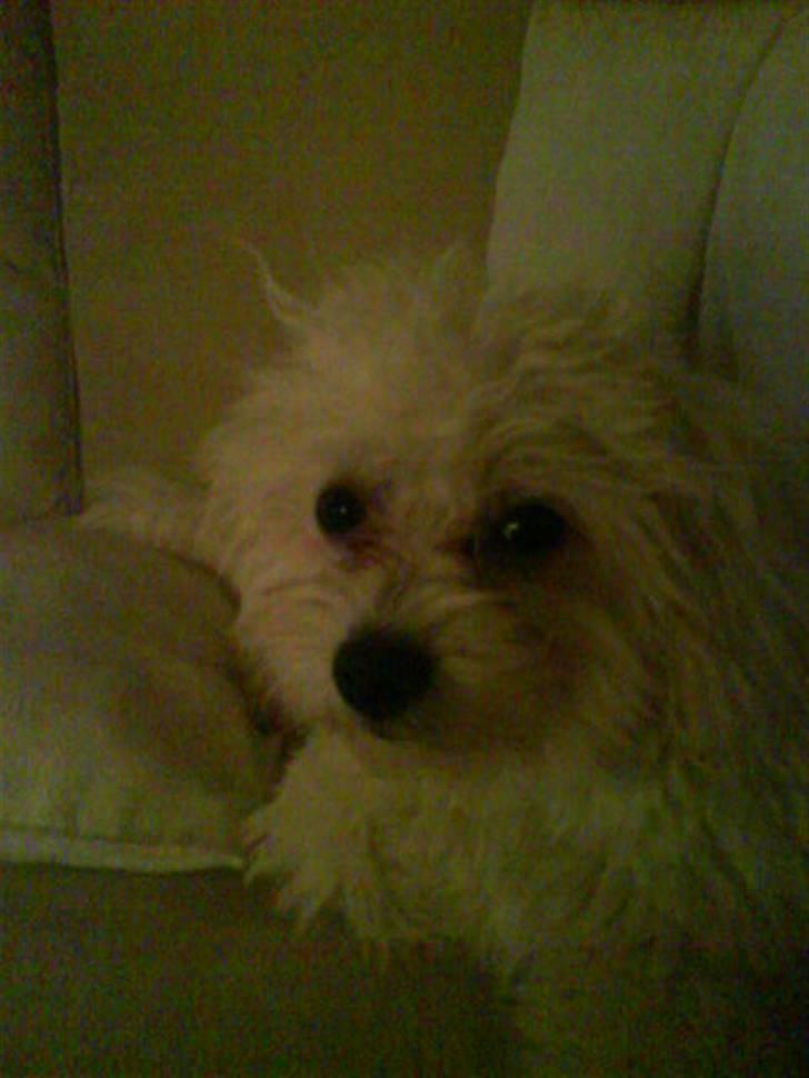 Malteser Victor billede 6