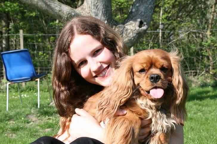 Cavalier king charles spaniel ''Dutte'' billede 12
