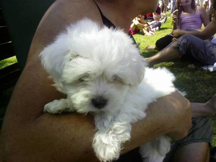 Malteser Victor billede 7