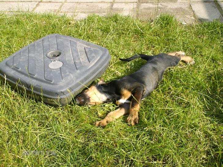 Blanding af racer King billede 19