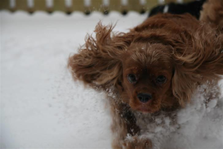 Cavalier king charles spaniel ''Dutte'' - Dutte i sneen. billede 13