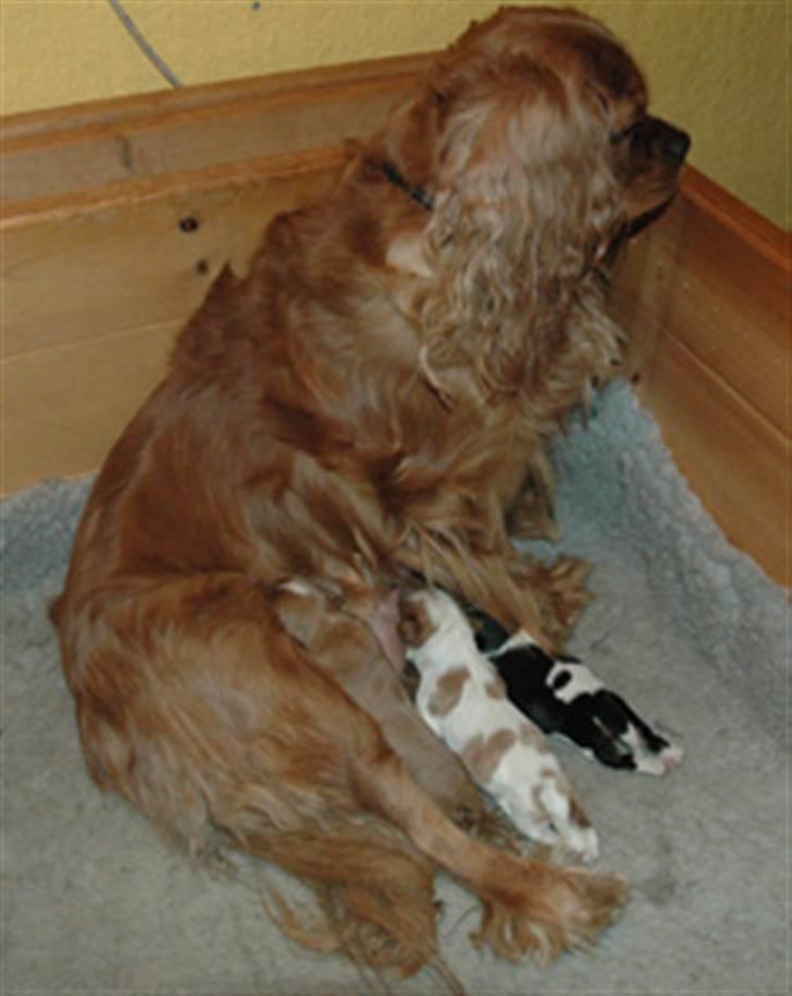 Cavalier king charles spaniel ''Dutte'' - Dutte og hendes hvalpe. billede 14