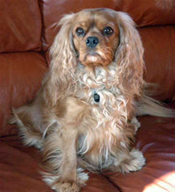 Cavalier king charles spaniel ''Dutte'' billede 15