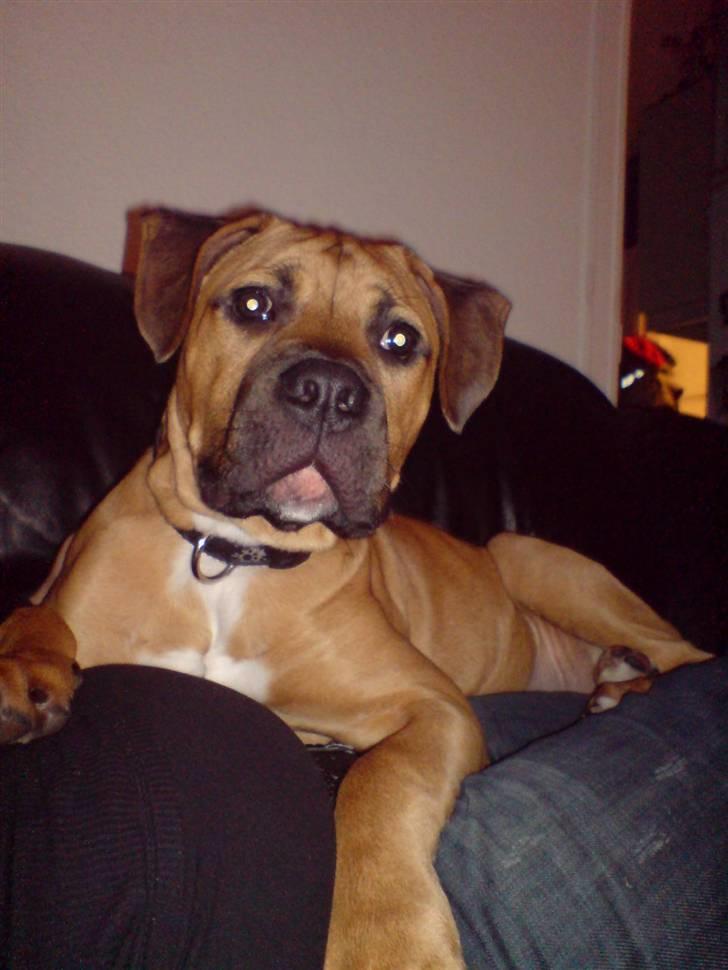 Blanding af racer Pumba *DØD* billede 13