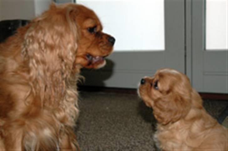 Cavalier king charles spaniel ''Dutte'' - Dutte og hendes ene hvalp.. De leger. billede 16
