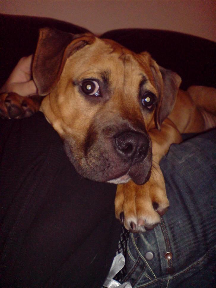 Blanding af racer Pumba *DØD* billede 14